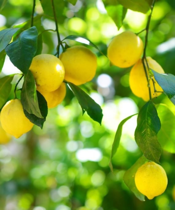 Citrus Lemon (الليمون)