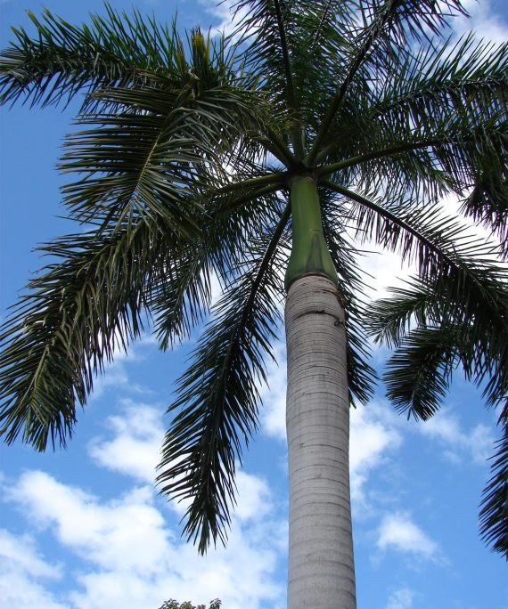 Roystonea regia (نخيل ملكى)
