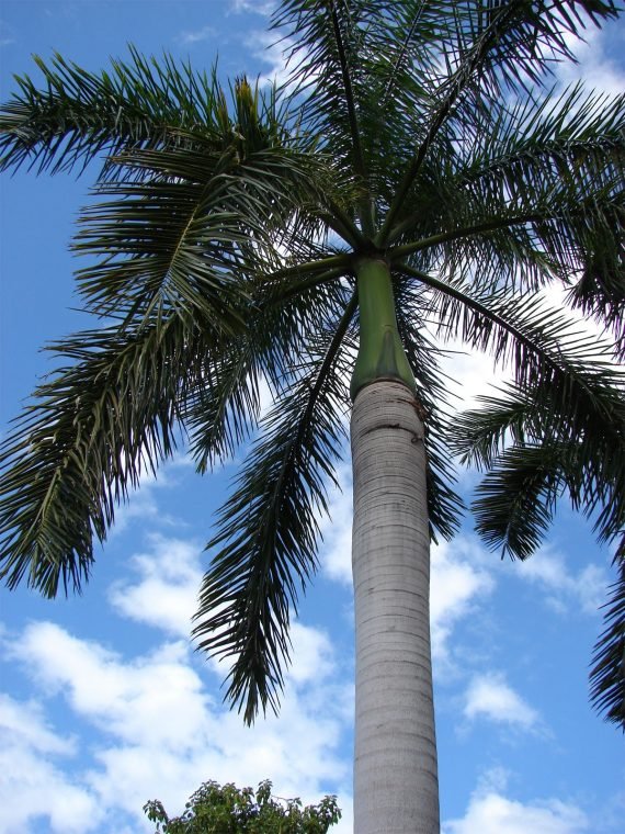 Roystonea regia (نخيل ملكى)