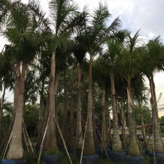 Roystonea regia (نخيل ملكى) - Image 2
