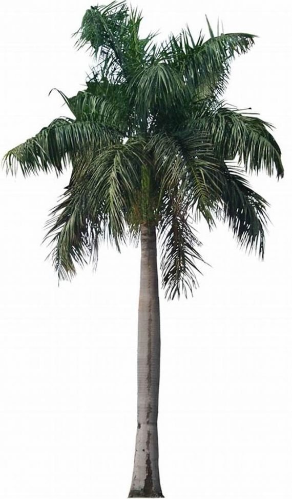 Roystonea regia (نخيل ملكى)