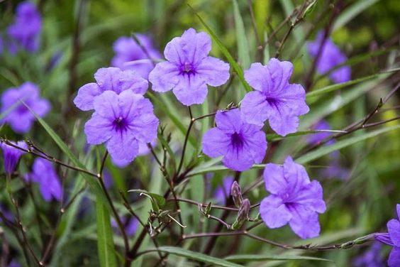 Ruellia tuberosa ( البيتونيا البريّة - بيتونيا الصحراء)