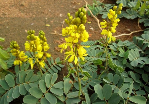 Senna italica (سنا- عشرق)