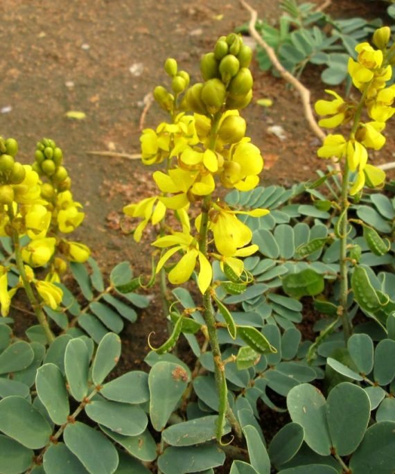 Senna italica (سنا- عشرق)