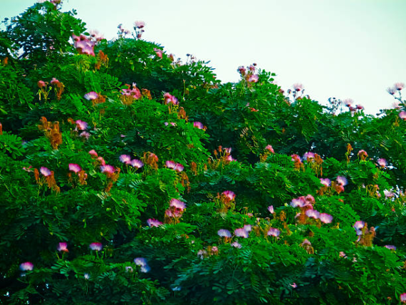 Samanea saman (Albizia saman)(ألبيزيا سامان)
