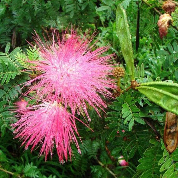 Samanea saman (Albizia saman)(ألبيزيا سامان) - Image 3