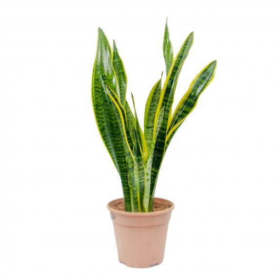 Sansevieria Trifasciata (جلد النمر)
