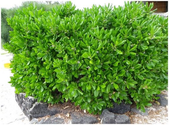 Scaevola frutescens (ملفوف البحر) - Image 3
