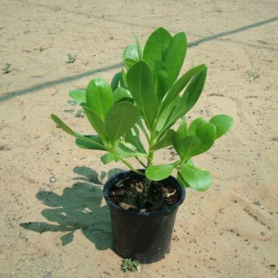 Scaevola frutescens (ملفوف البحر)
