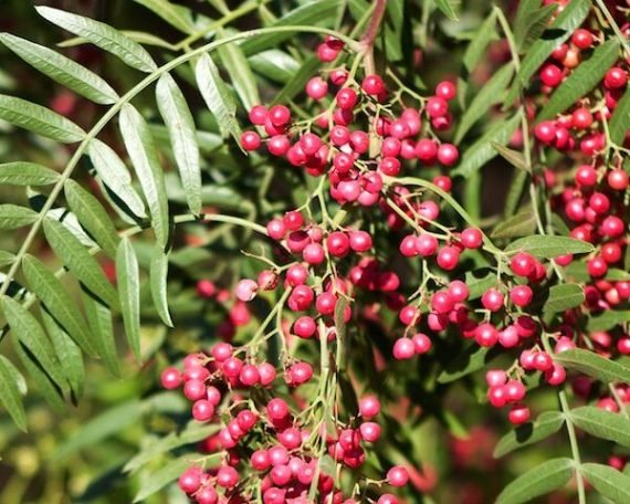 Schinus molle (الفلفل البيروفي)