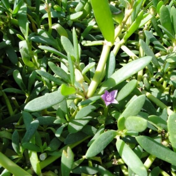 sesuvium portulacastrum  (الدلب)