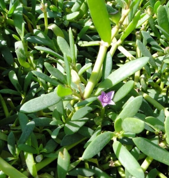 sesuvium portulacastrum  (الدلب)
