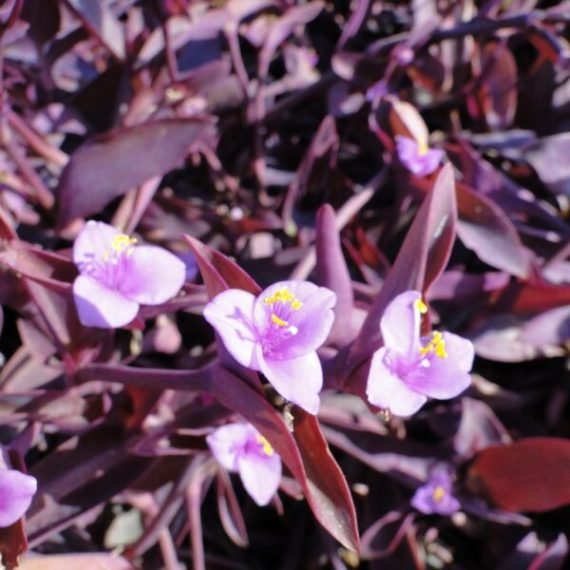 Setcreasea purpurea (زبرينا حمراء)