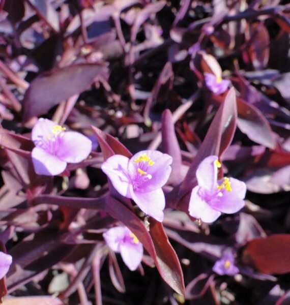 Setcreasea purpurea (زبرينا حمراء)