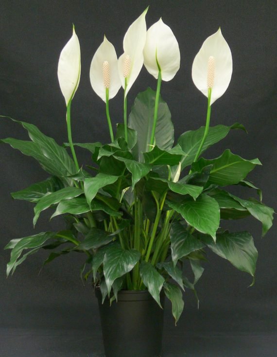 Peace Lily or spath (زنبق السلام)