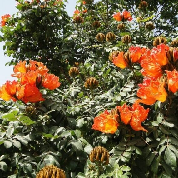 Spathodea Campanulata (التوليب الافريقي)