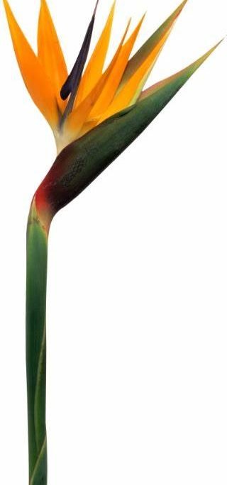 Strelitzia reginae (Bird of Paradise) (عصفور الجنة)