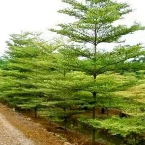 Terminalia mantaly (بوسيدا - شجرة المظلّة)