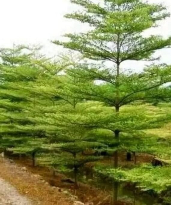 Terminalia mantaly (بوسيدا - شجرة المظلّة)