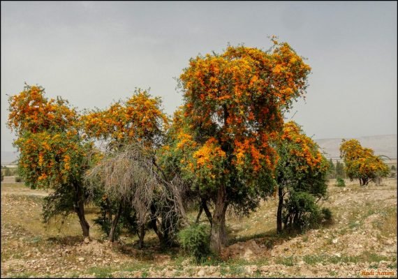 Tecomella undulata (الفرفار)