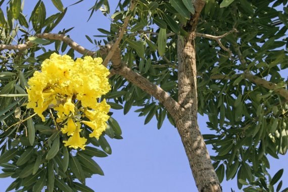 Tebebuia Argentea (Aurea) (تابوبيا ذهبية) - Image 3