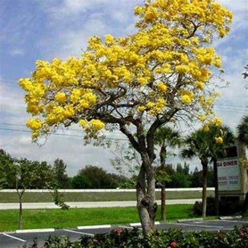 Tebebuia Argentea (Aurea) (تابوبيا ذهبية)