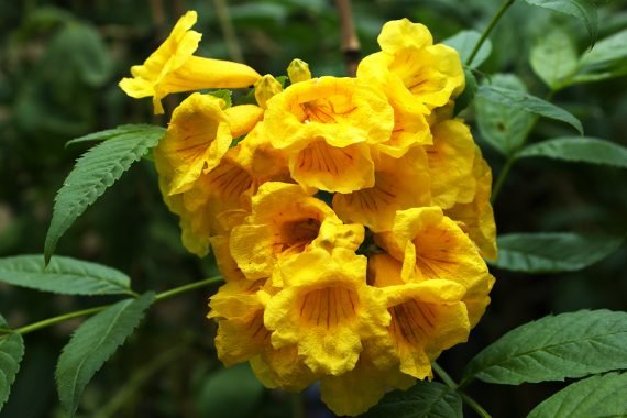 Tecoma stans (تيكوما) - Image 2