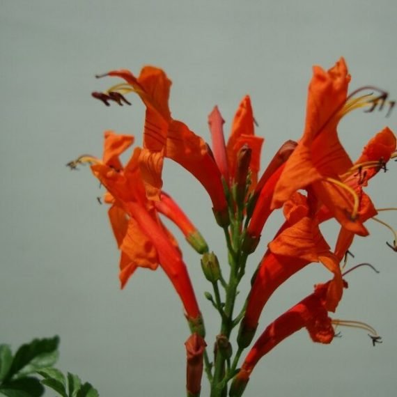Tecomaria capensis (تيكومة رأس الرجاء)