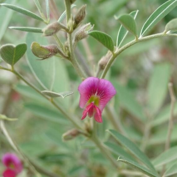Tephrosia apollinea (ظفرة عريضة)