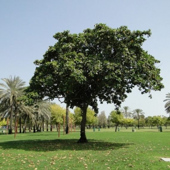 Terminalia catappa ( اللّوز البحريني)
