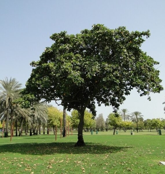 Terminalia catappa ( اللّوز البحريني)