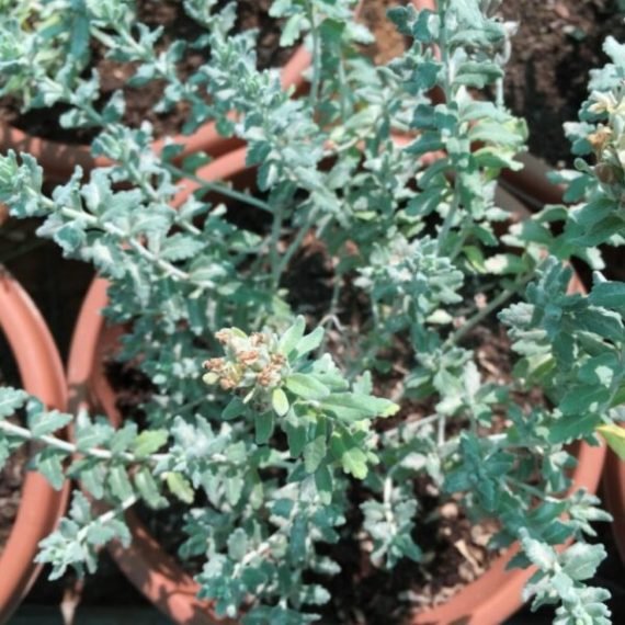 Teucrium stocksianum (جعدة)