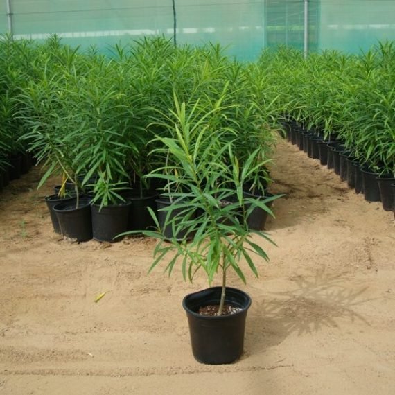 Thevetia peruviana (حبن أصفر)