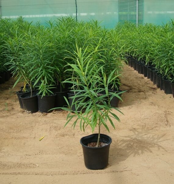 Thevetia peruviana (حبن أصفر)