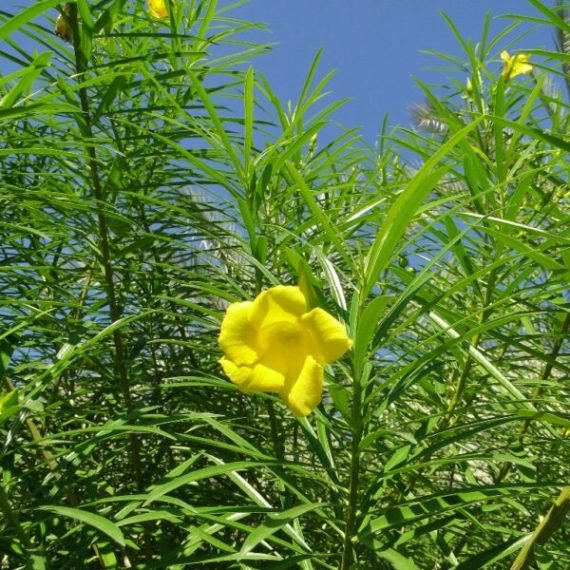 Thevetia peruviana (حبن أصفر) - Image 2