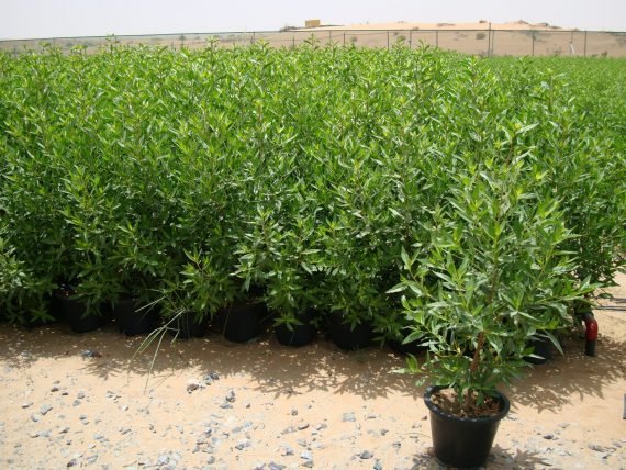 Conocarpus erectus (الدماس)