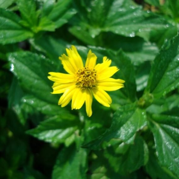 Wedelia Trilobata (رجل الارنب)
