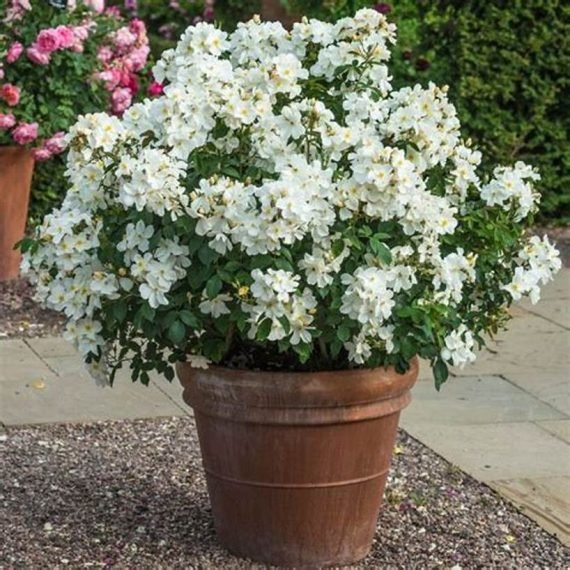 Wrightia antidysenterica (ورايتيا)