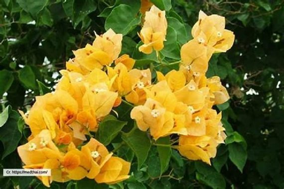 Bougainvillea (جهنميه) - Image 3
