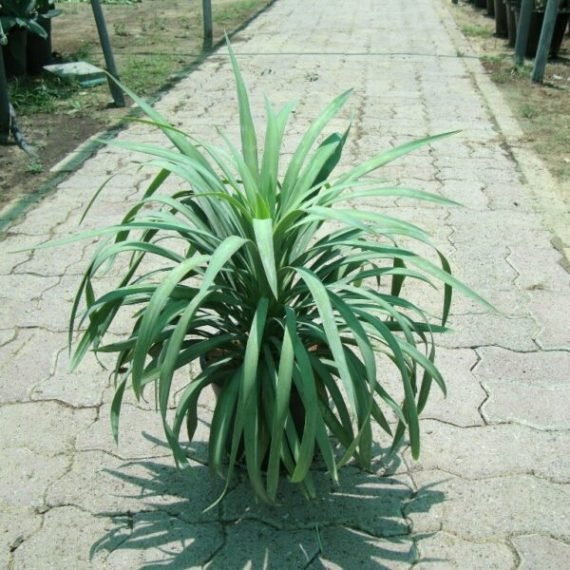 Yucca desmetiana (يؤؤكا)