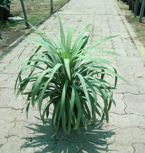 Yucca desmetiana (يؤؤكا)
