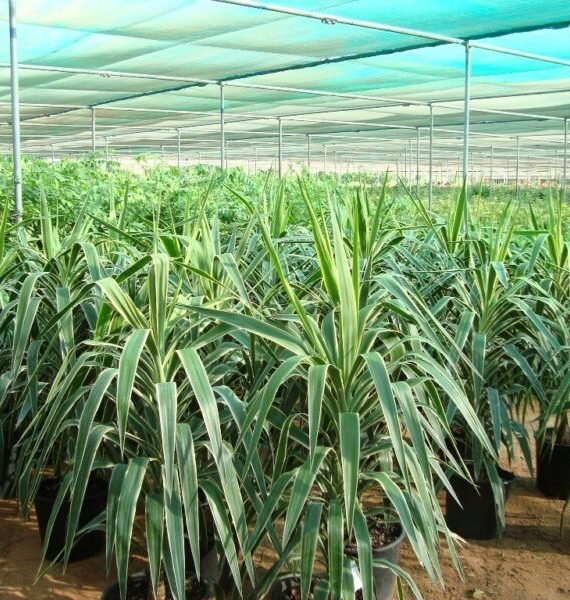 Yucca gigantea (كياثون عملاق)