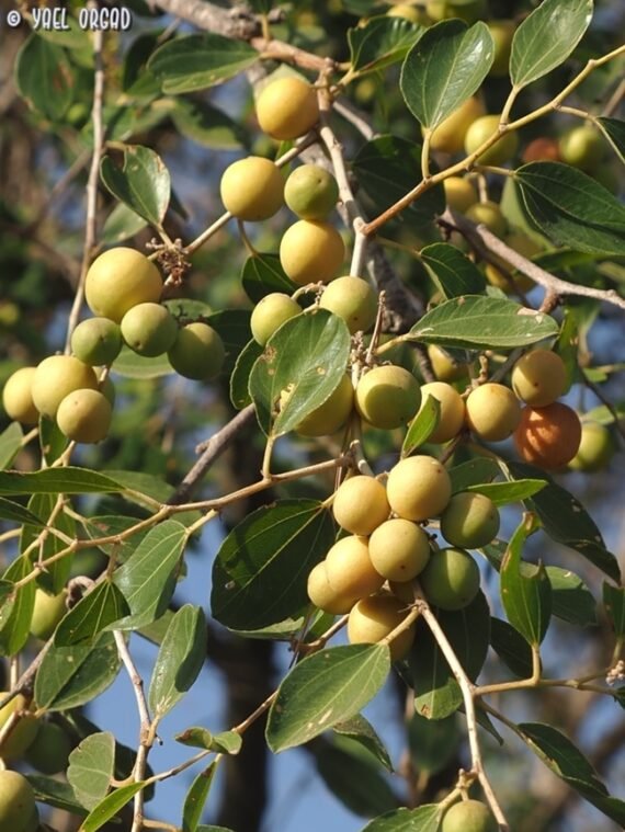 Ziziphus spina-christi - Native Trees (سدر محلىي)