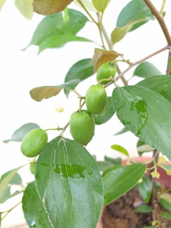 Ziziphus jujuba Pakistani (سدر باكستاني) - Image 2