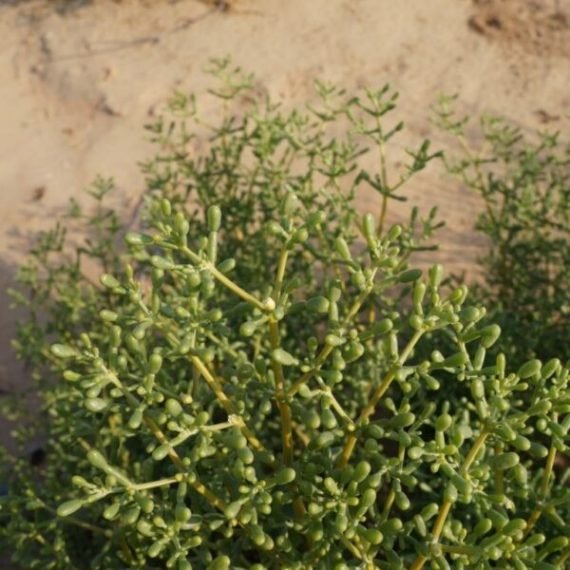 Zygophyllum mandavillea (هرم)