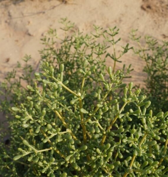 Zygophyllum mandavillea (هرم)