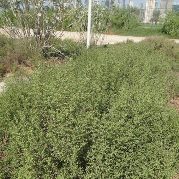 Zygophyllum qatarense (رطريط)