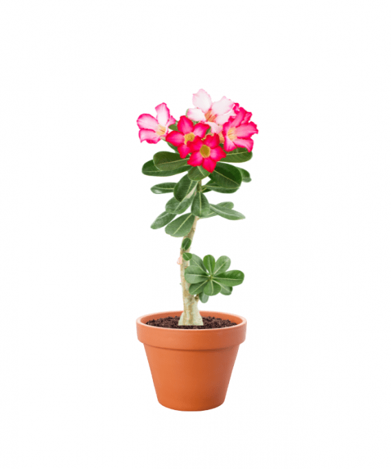 Desert Rose وردة الصحراء is variable, perennial succulent shrub with a thick, usually bottle-shaped, twisted, greyish brown caudex, often more than 1m long and tapering to a many-branched tip. Upright, succulent brown branches produce ovate, grey-green leaves, to 10cm long. Red, pink, or white flowers, to 4-6cm across, are borne in small terminal corymbs throughout summer, sometimes before the leaves. Height 1.5m, Spread 1m. 