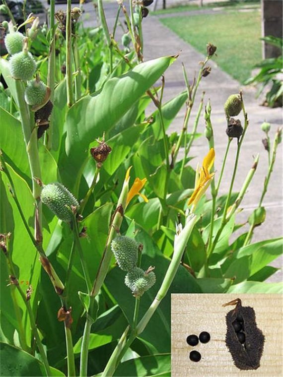 Canna indica green (قنا هندي)