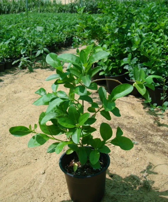 Clerodendron inerme (ياسمين زفر)